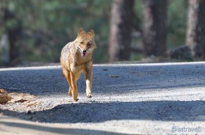 Govind Pashu Vihar National Park & Sanctuary Govind Pashu Vihar National Park & Sanctuary