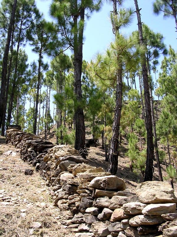 Kumaon Photo 2 Kumaon Photo 2