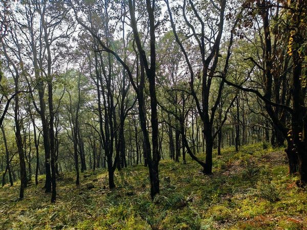 Pangot Photo 2 Pangot Photo 2