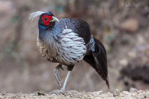 Pangot Photo 3 Pangot Photo 3