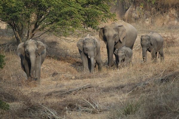 Sonanadi Wildlife Sanctuary Photo 4 Sonanadi Wildlife Sanctuary Photo 4