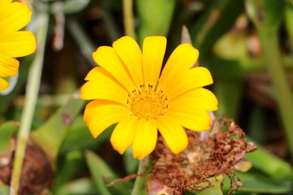 Valley of Flowers National Park Photo 2 Valley of Flowers National Park Photo 2