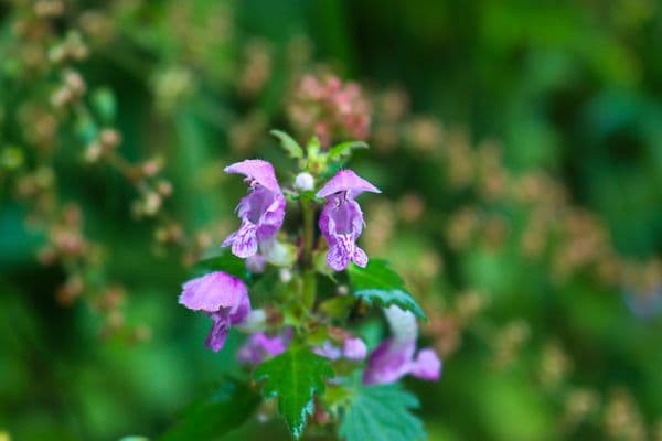 Valley of Flowers National Park Photo 3 Valley of Flowers National Park Photo 3